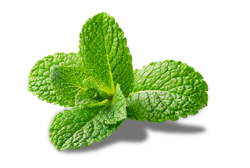 MENTHOL