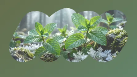 FOREST MINT のフレーバーイメージ